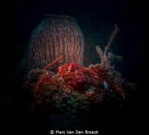 sponcescorpionfish by Marc Van Den Broeck 